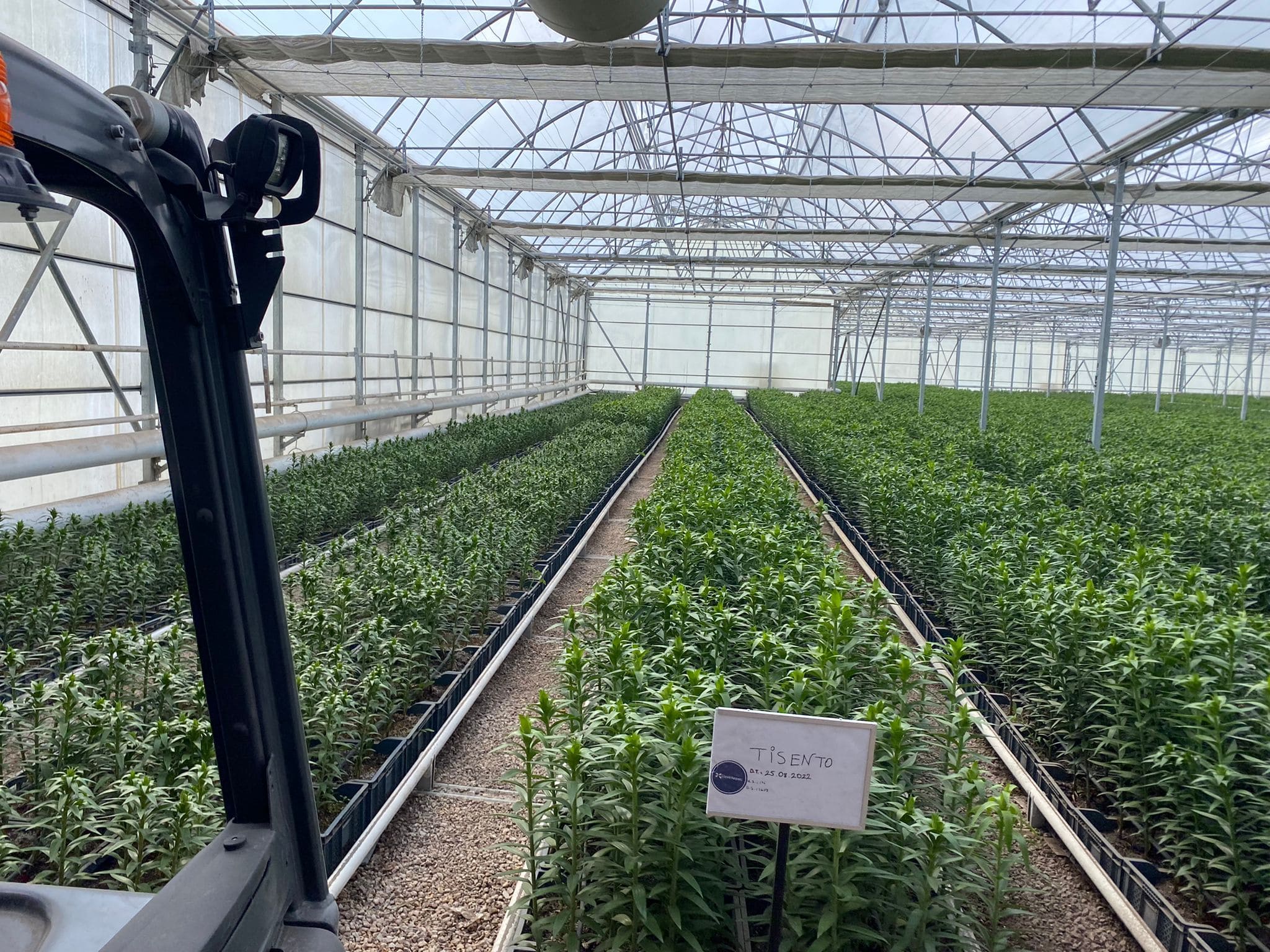 KÜTAHYA SIMAV ÇİTGÖL JEOTERMAL ÇİÇEK SERASI